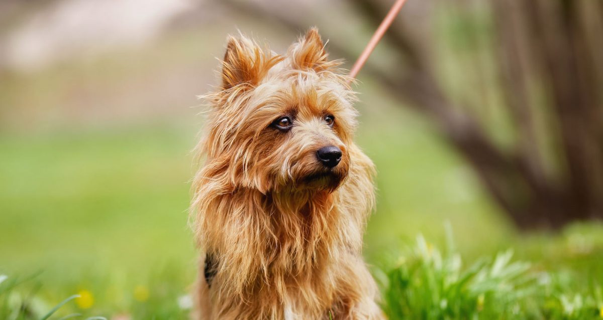 Le 10 Razze Di Cani Di Piccola Taglia Che Non Perdono Pelo E Non