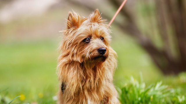 Cani di piccola taglia che non perdono pelo
