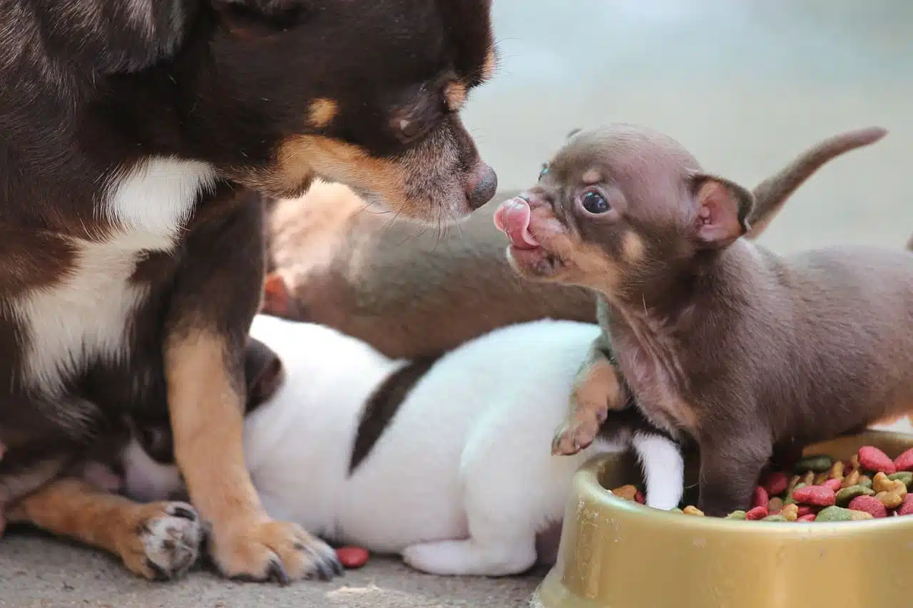 Cucciolo chihuahua: scopri se è adatto per te