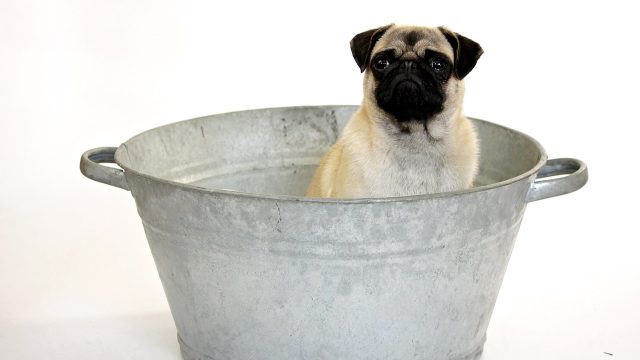 Toelettatura del cane: ogni quanto va fatta?