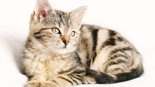 Cibi per gattini: guida all’alimentazione del gattino
