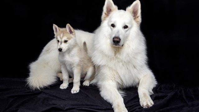 Quanto dura la gravidanza di un cane e come gestirla?