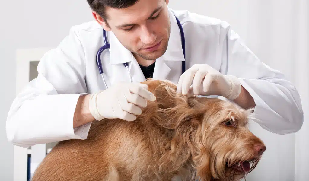Cani e pulci: dettagli di un incontro pericoloso