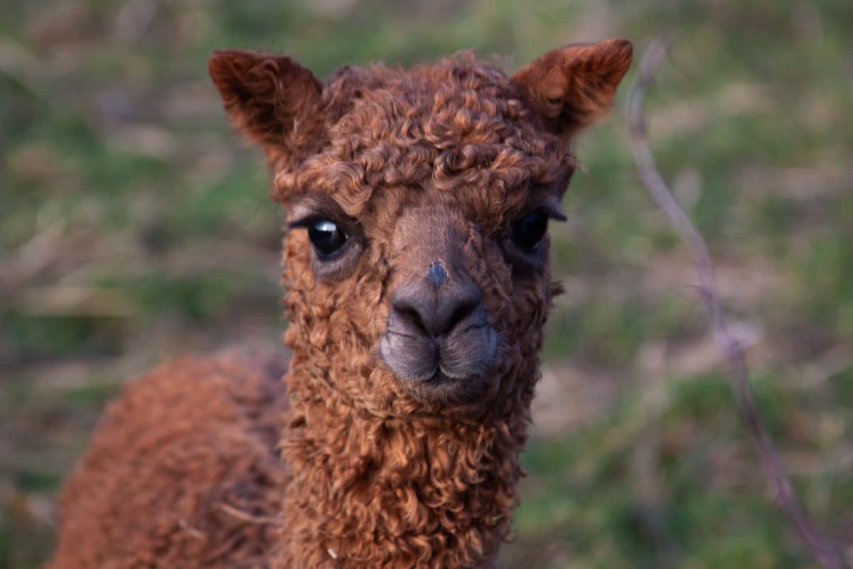 Cucciolo di alpaca Alpaca: lana, prezzo e allevamento