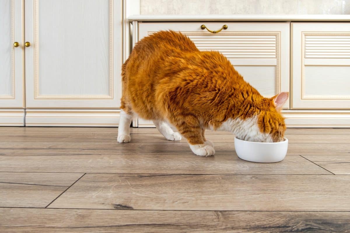 Quanto deve mangiare un gatto?  Quanto deve mangiare un gatto? I consigli per tutte le fasi della sua crescita