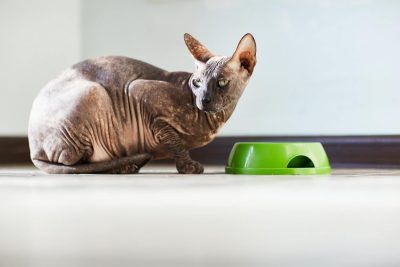 Gatto senza pelo