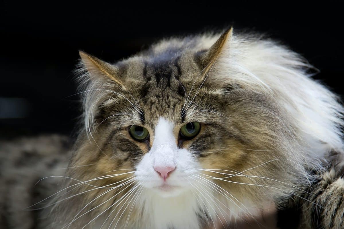 norvegese Gatto norvegese: un maestoso felino da compagnia