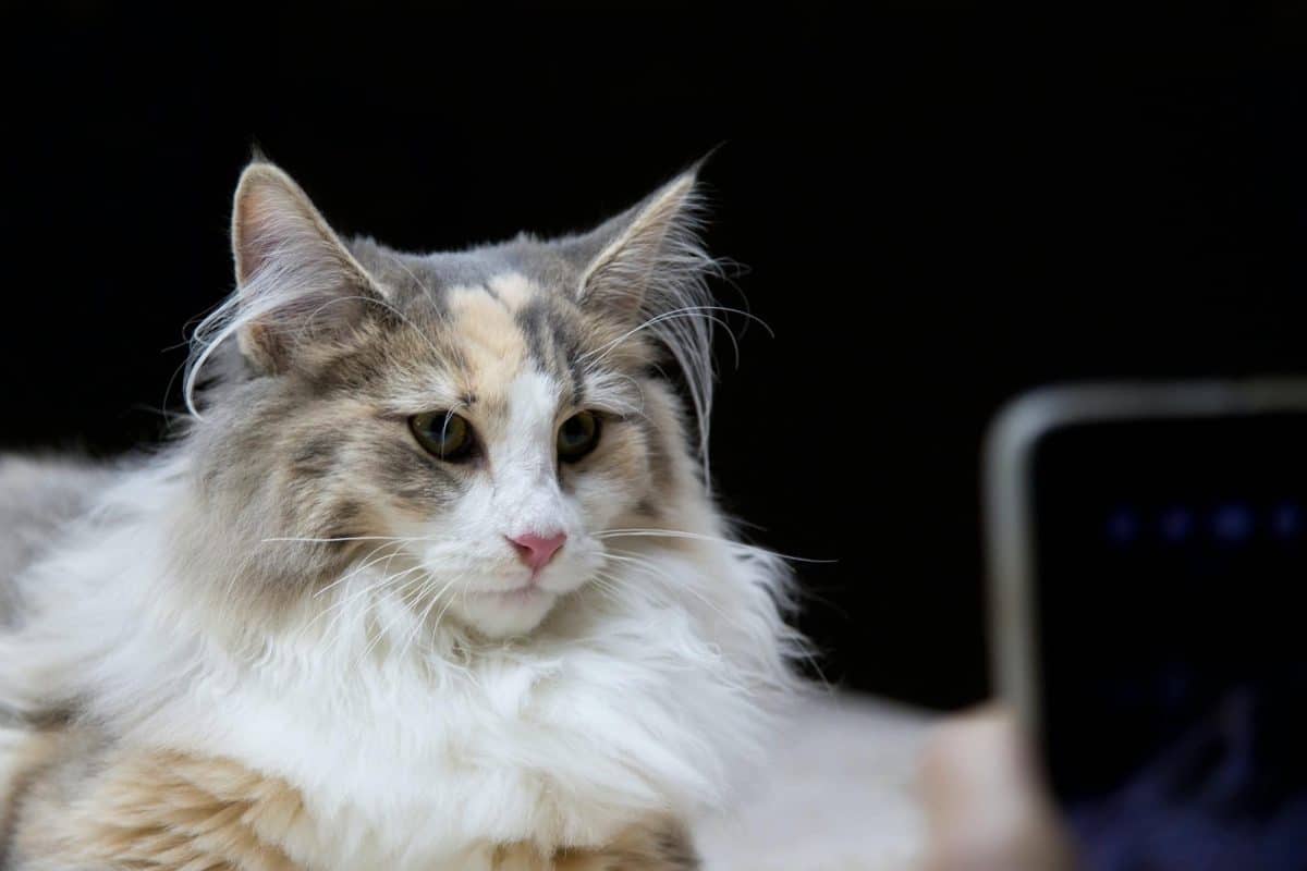 Gatto norvegese Gatto norvegese: un maestoso felino da compagnia