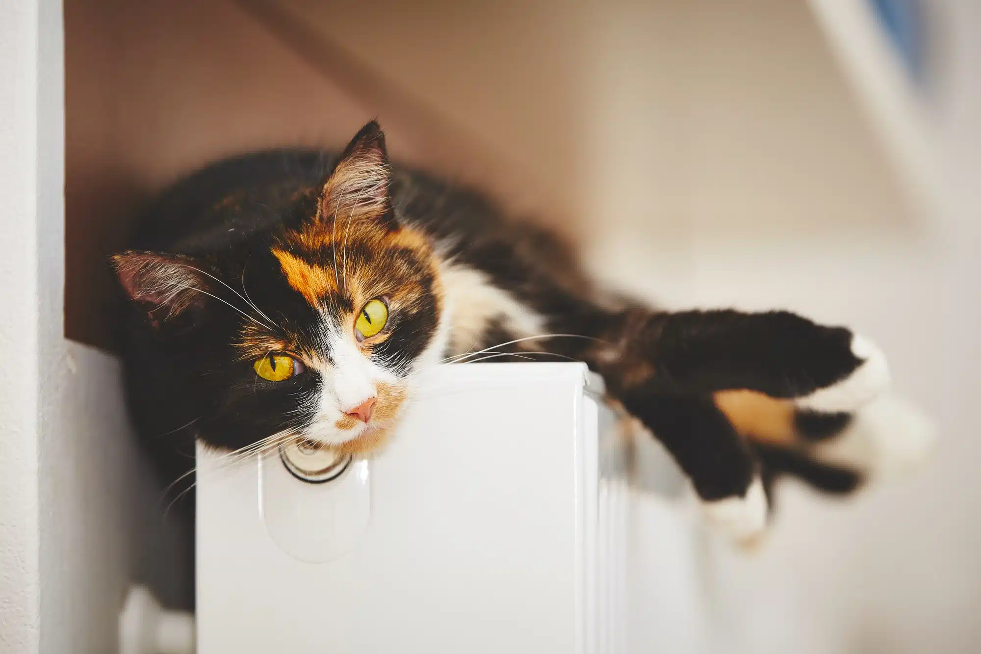 Antiparassitari per gatti: quale scegliere?