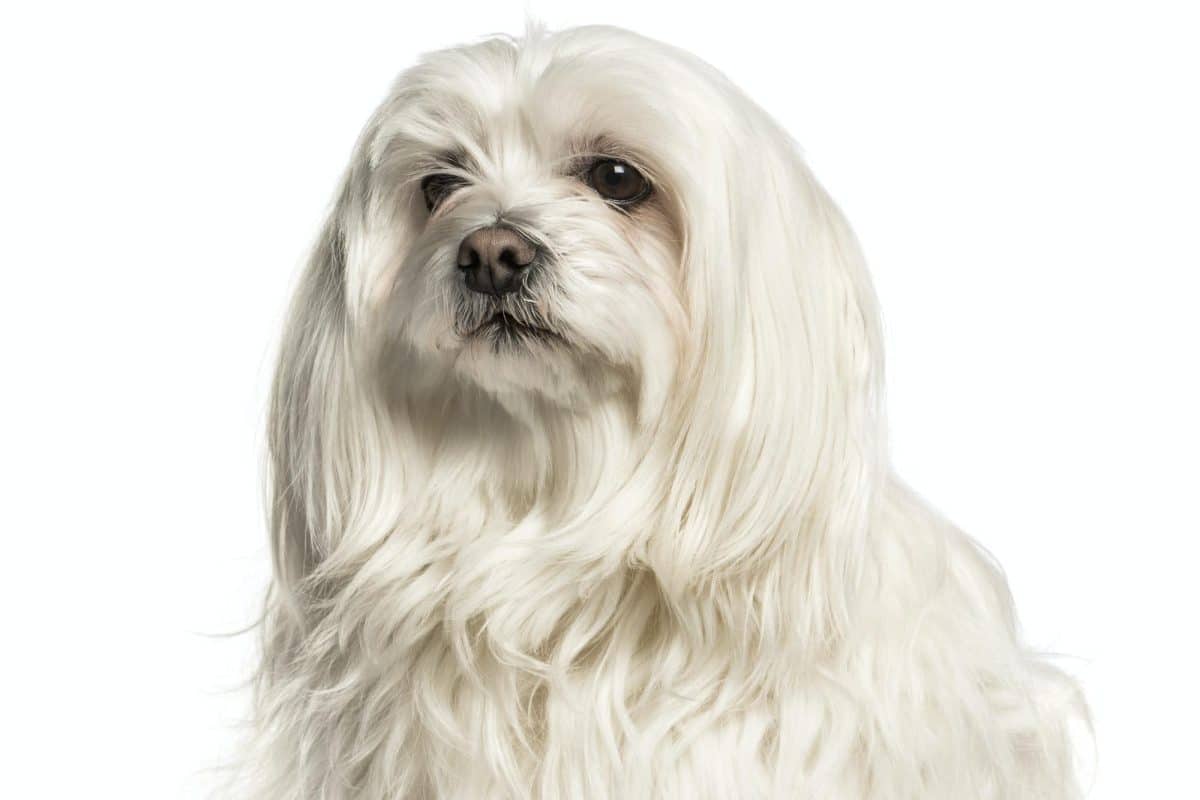 Cane maltese