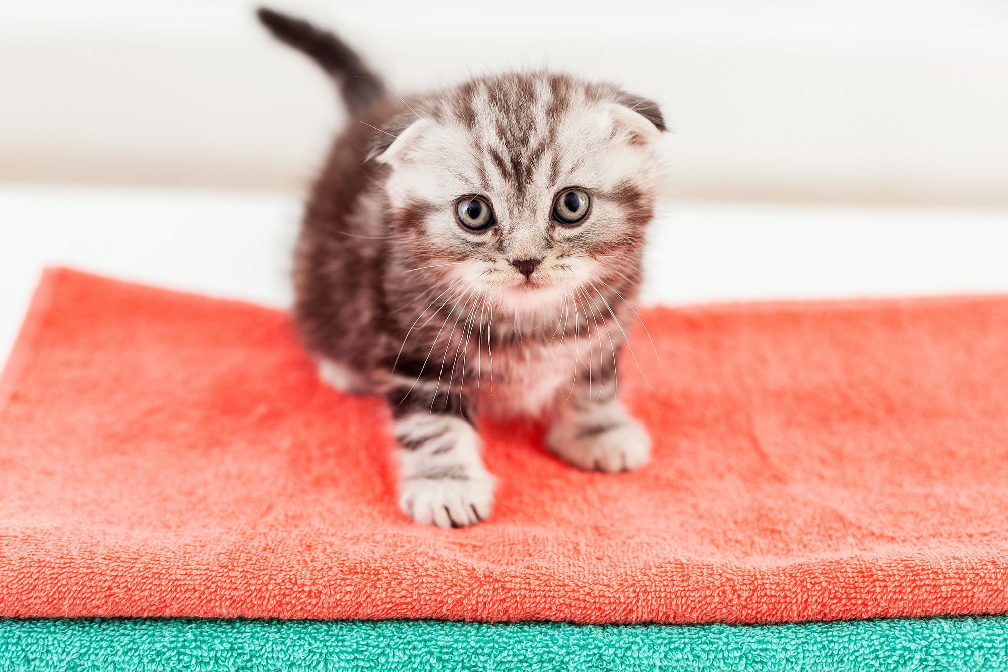 gattino in crescita Quanto deve mangiare un gatto? I consigli per tutte le fasi della sua crescita