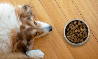 Le migliori crocchette per cani Le migliori crocchette per cani: guida all&#8217;acquisto