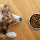 Le migliori crocchette per cani Le migliori crocchette per cani: guida all&#8217;acquisto