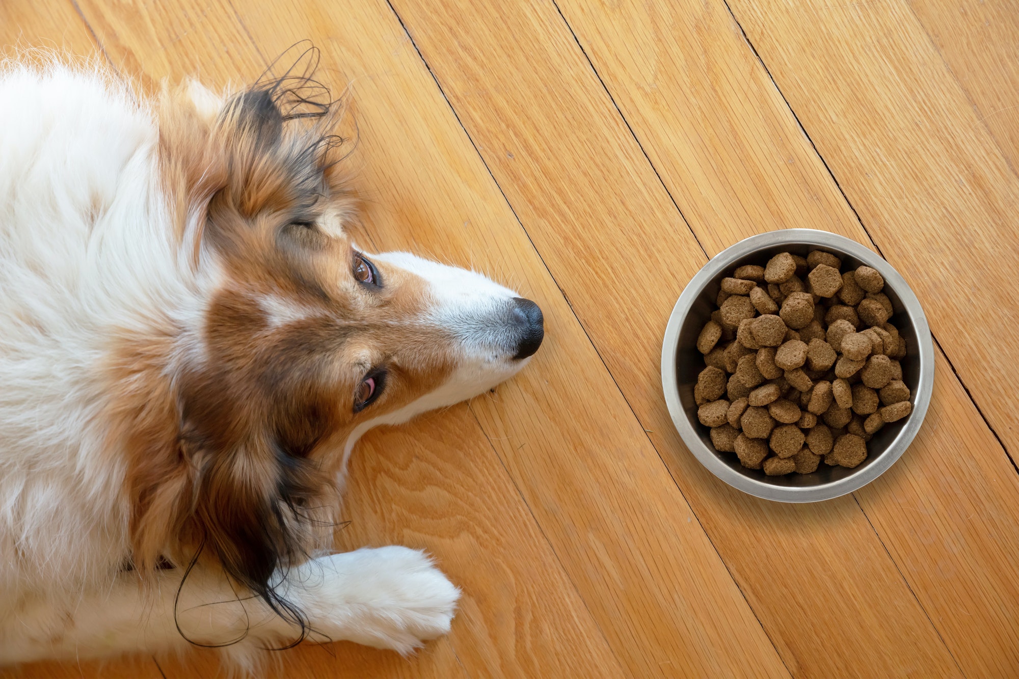 le migliori crocchette per cani Le migliori crocchette per cani Le migliori crocchette per cani: guida all’acquisto