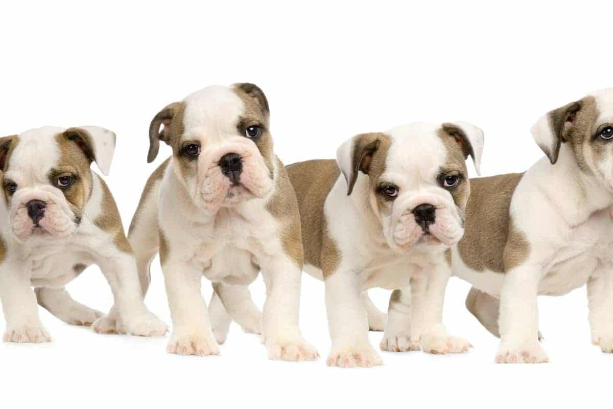 bulldog inglese cuccioli Quanto costa un bulldog inglese?