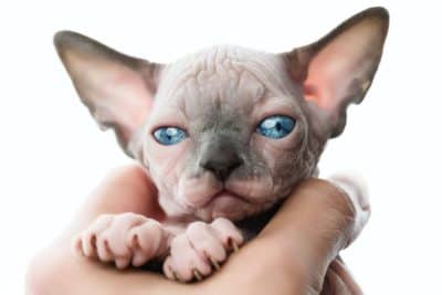Cucciolo di sphynx