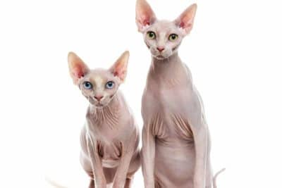 coppia di gatti sphynx