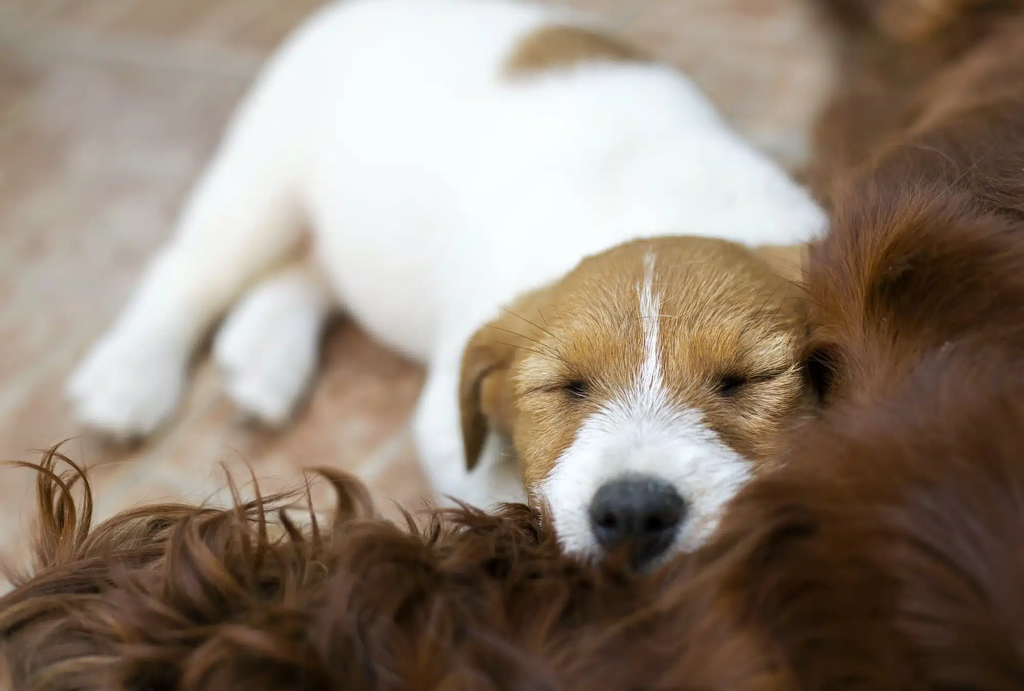 Cuccioli e sonno: come valutare se il cucciolo dorme tanto?