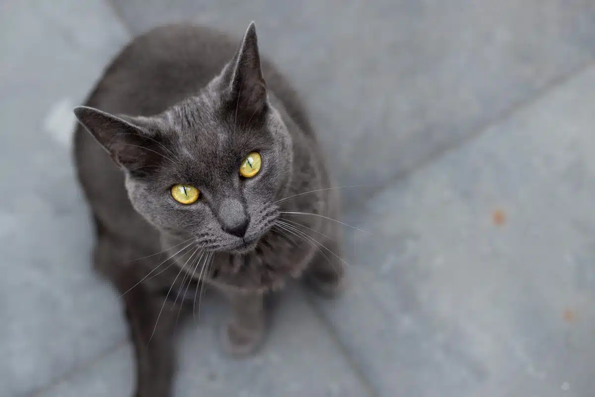 La gastroenterite nel cane e nel gatto