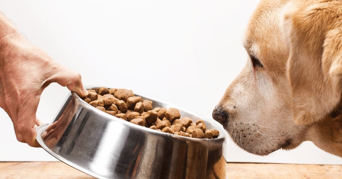 crocchette per allevatori di cani Crocchette per cani Crocchette per allevatori di cani: quali caratteristiche dovrebbero avere?