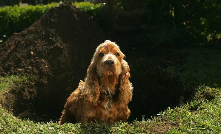cani che scavano buche