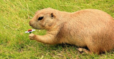 Cani della prateria: conosciamo questi simpatici roditori Cani della prateria: conosciamo questi simpatici roditori