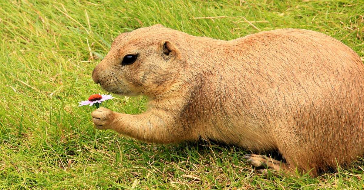cani della prateria Cane della prateria Cani della prateria: conosciamo questi simpatici roditori