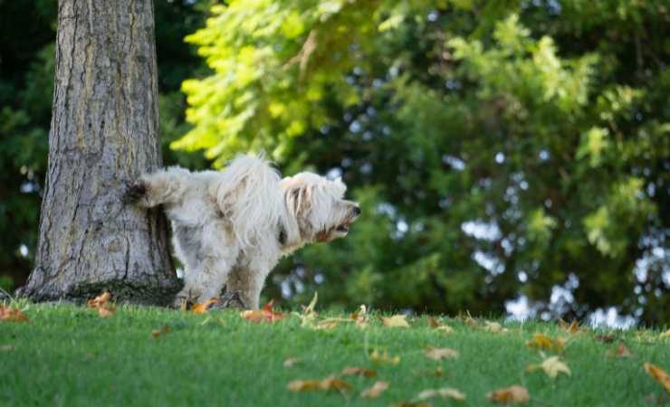 perche i cani scavano con le zampe posteriori