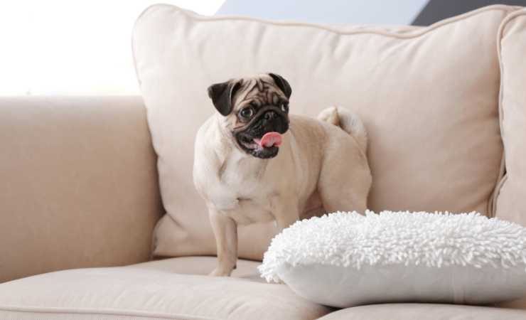 cane scava divano