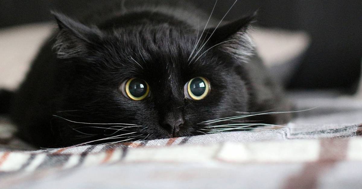 perché i gatti fanno gli agguati Perché il gatto fa gli agguati Perché i gatti fanno gli agguati?