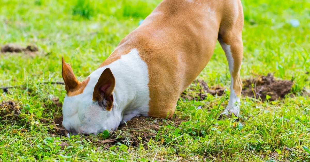 cani scavano Perché i cani scavano la terra Quando i cani scavano che significa?