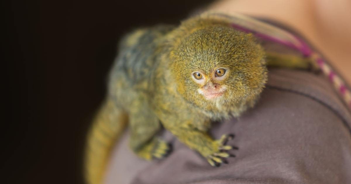 animali più piccoli al mondo Animali più piccoli al mondo 10 animali più piccoli al mondo