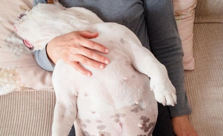 Cane dorme a pancia in su