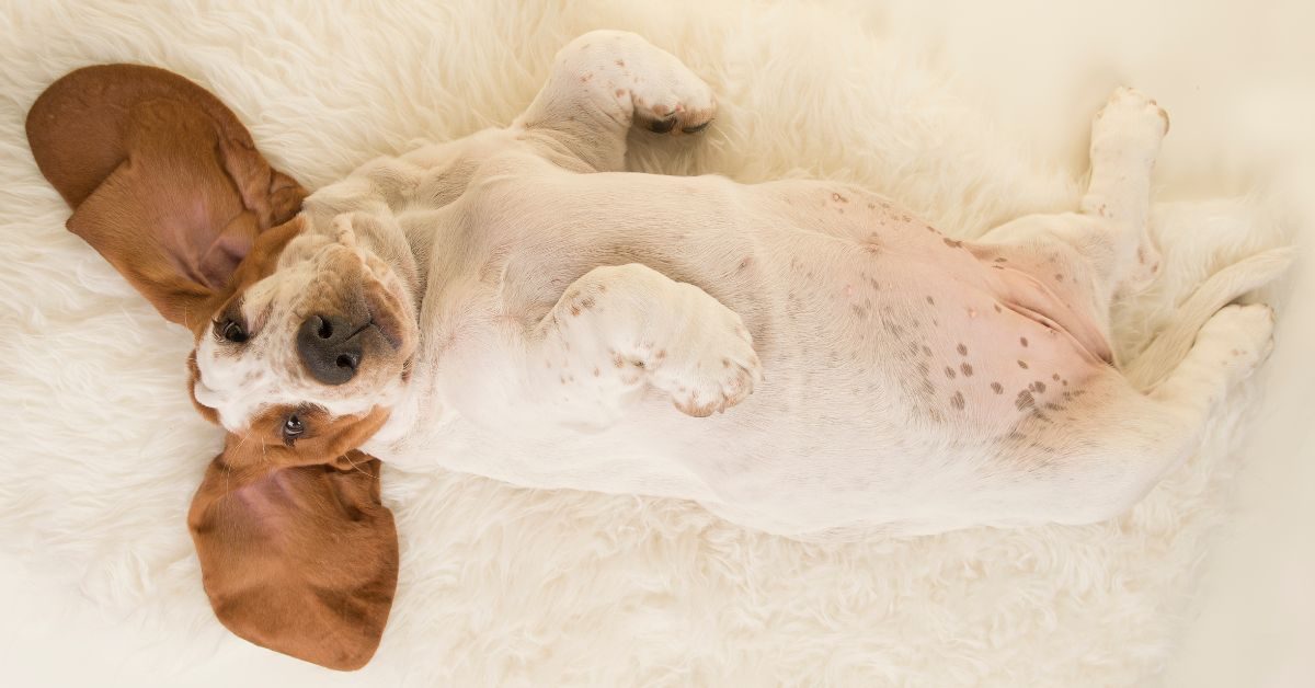 cane dorme a pancia in su Cane dorme a pancia in su Cane dorme a pancia in su: scopriamo il perché