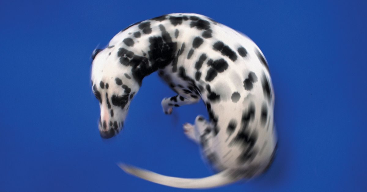 cane gira su se stesso Cane gira su se stesso Cosa significa quando il cane gira su se stesso?