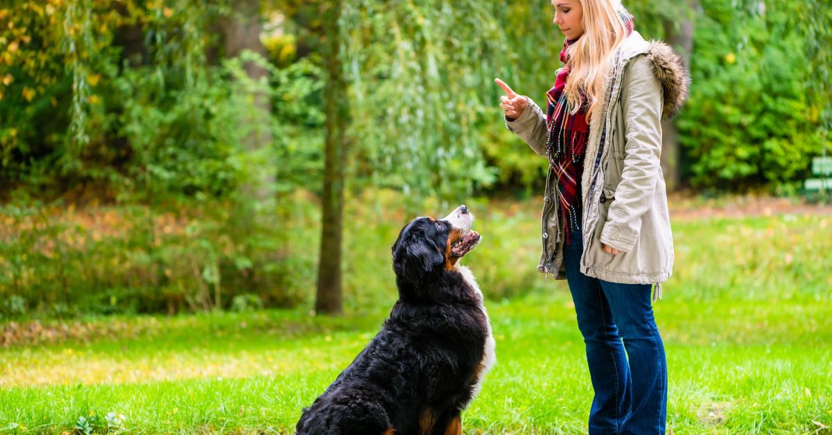 come insegnare al cane a sedersi Come insegnare al cane a sedersi Come insegnare al cane a sedersi