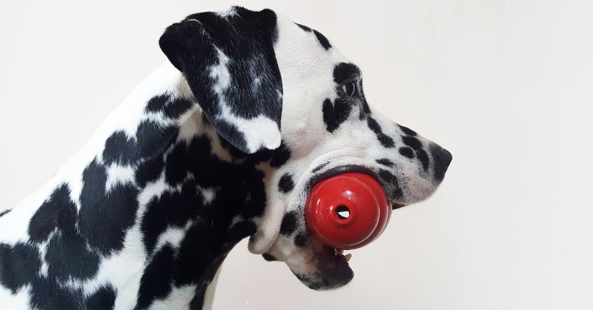 kong per cani Kong per cani KONG per cani classic: tutto quello che c’è da sapere