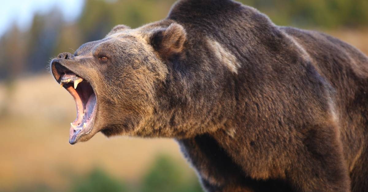 orso grizzly Orso grizzly e lupi 15 lupi circondano un orso grizzly: ecco cosa accade
