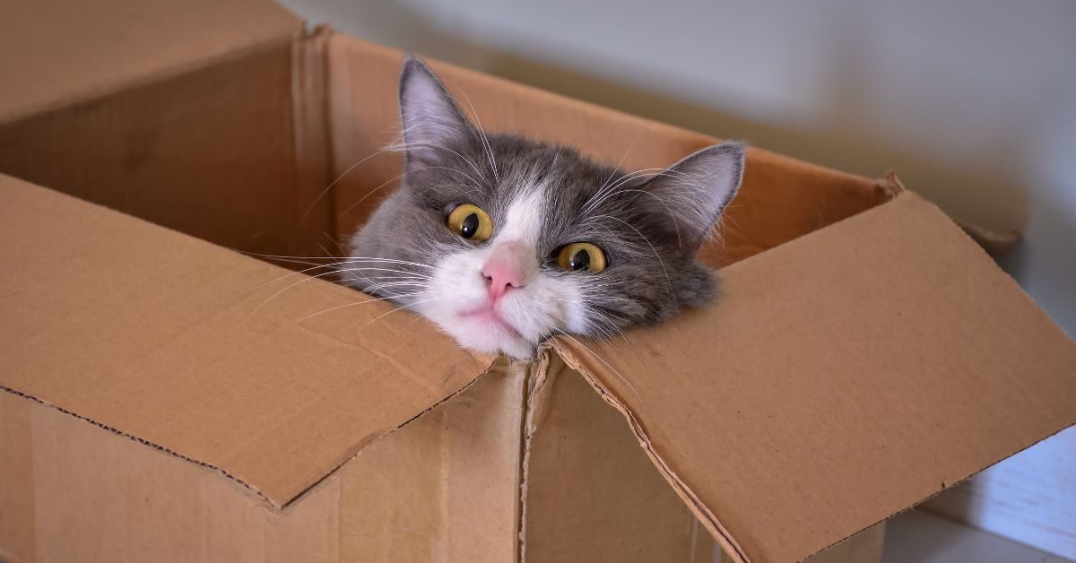 perché ai gatti piacciono le scatole Perché ai gatti piacciono le scatole Perché ai gatti piacciono le scatole?