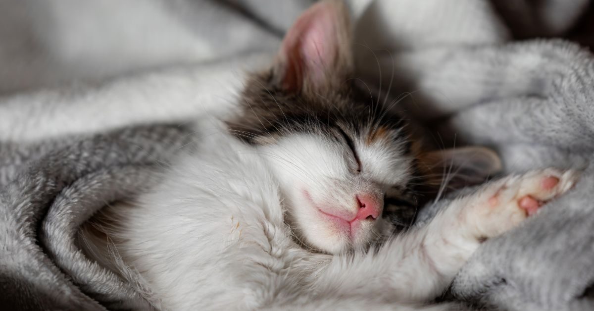 perché i gatti dormono tanto Perché i gatti dormono tanto Perché i gatti dormono tanto?