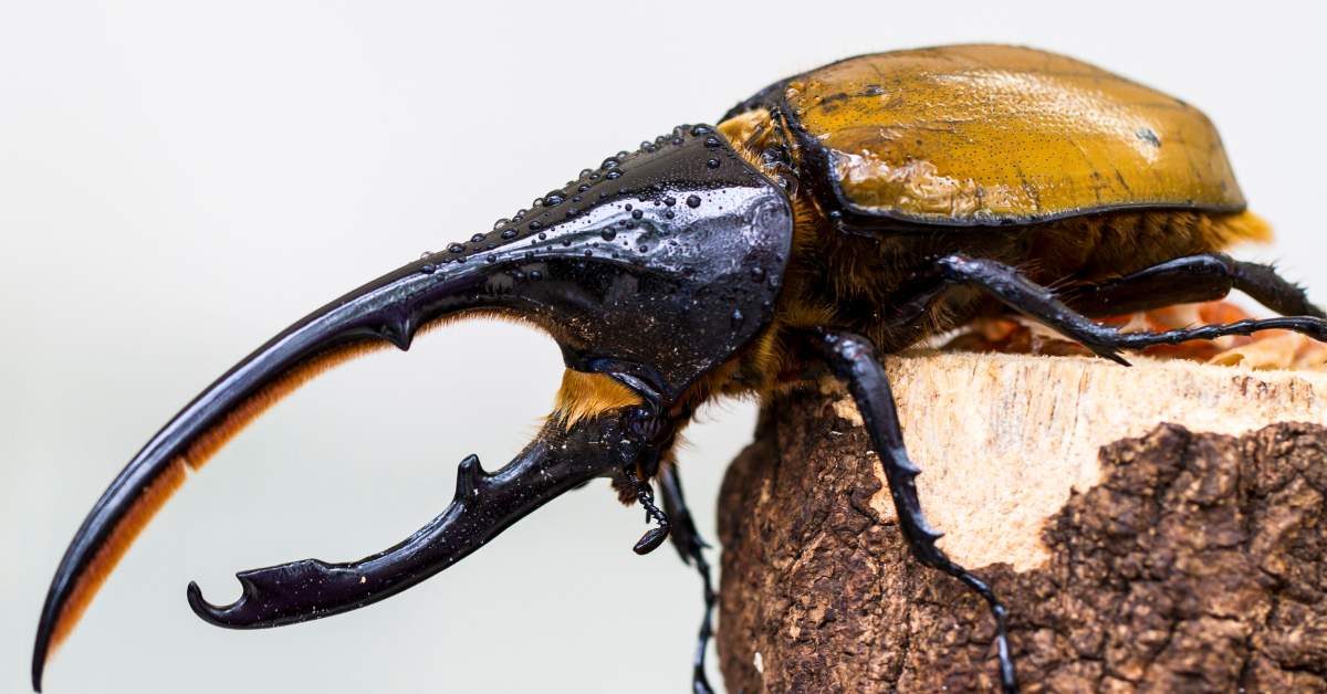 scarabeo ercole Scarabeo Ercole Scarabeo Ercole: le curiosità che non conoscevi