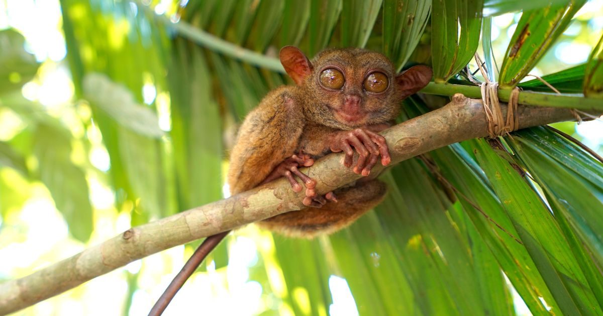tarsio delle filippine Carlito syrichta Il tarsio delle Filippine: caratteristiche e curiosità