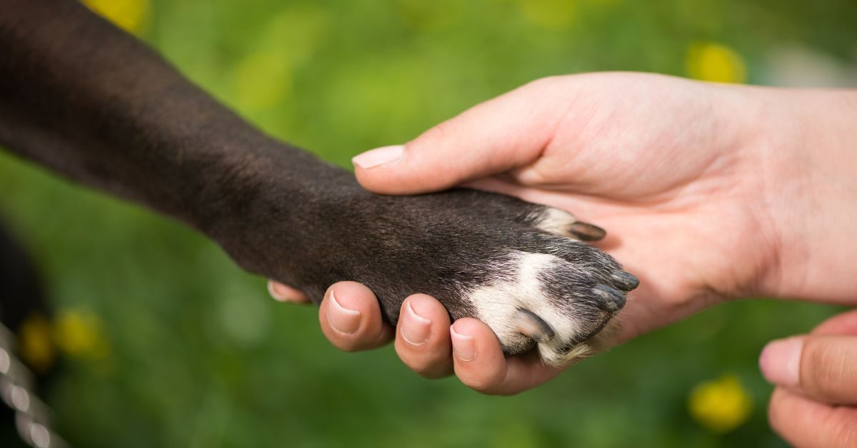 come farsi dare la zampa dal cane Come farsi dare la zampa dal cane Come farsi dare la zampa dal cane passo per passo