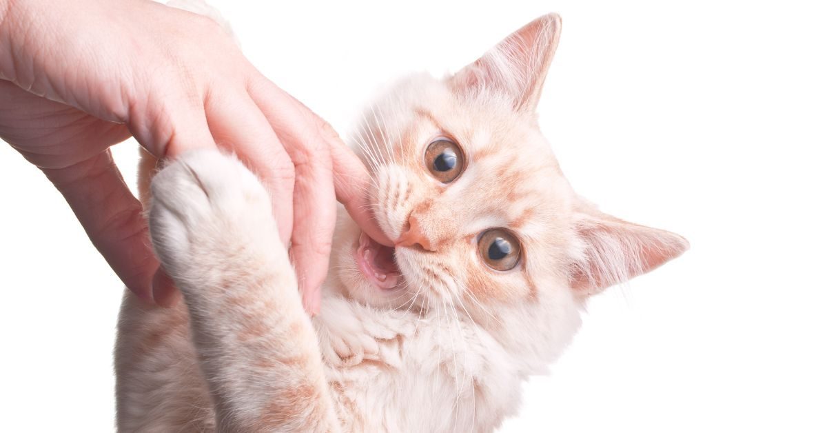 perché il gatto morde Perché il gatto morde Perché il gatto morde? Scopriamo questo comportamento felino