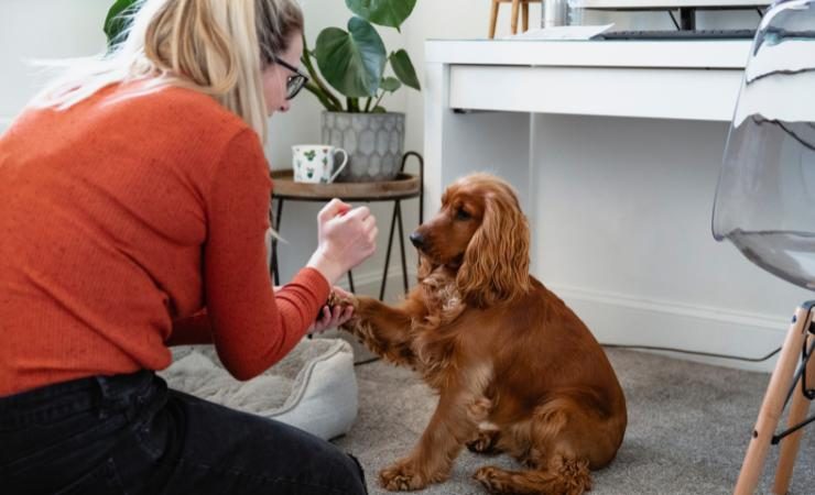 Farsi dare la zampa dal cane