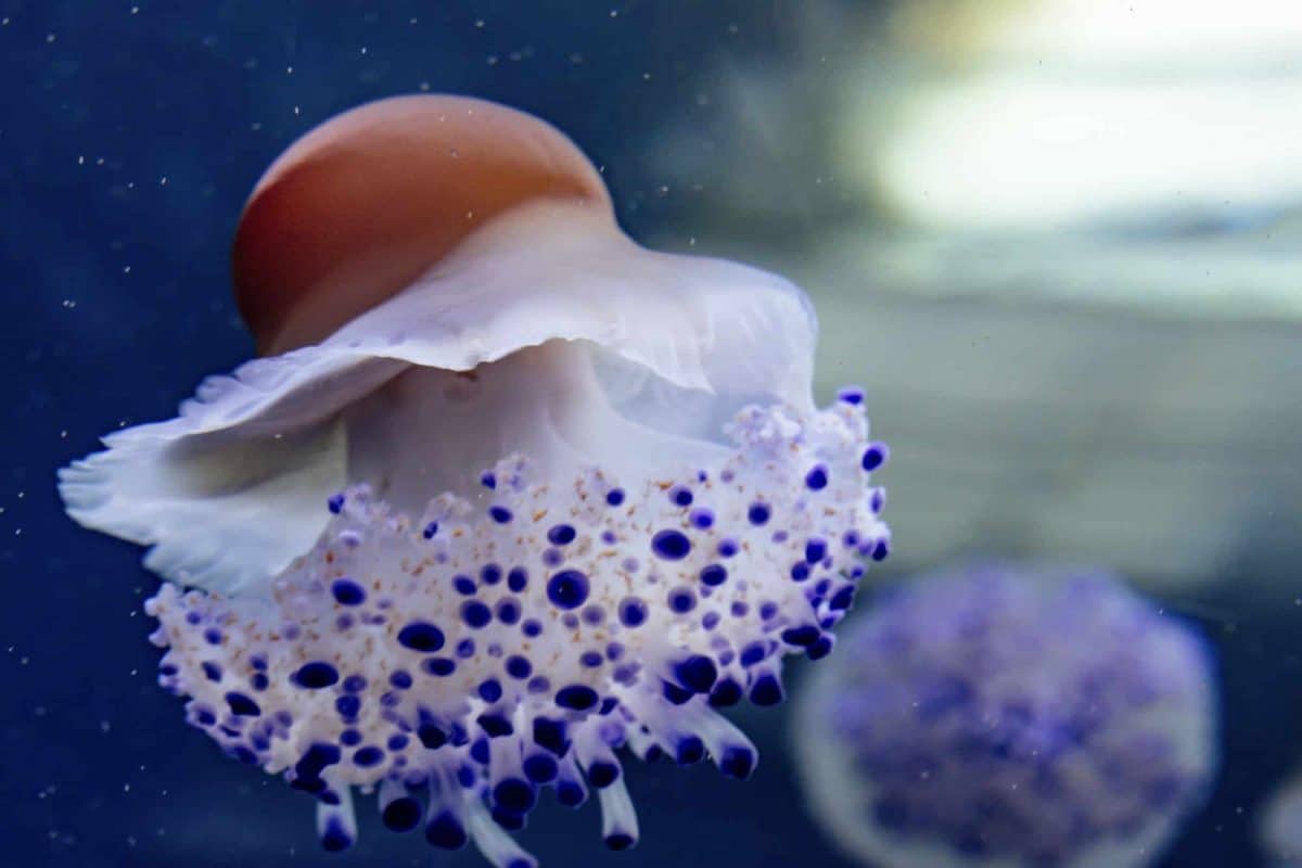 I Rischi della Medusa Uovo Fritto: Precauzioni per i Bagnanti nel Mediterraneo